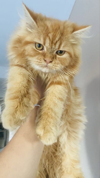 Gatinho amarelo macho e gatinha femea