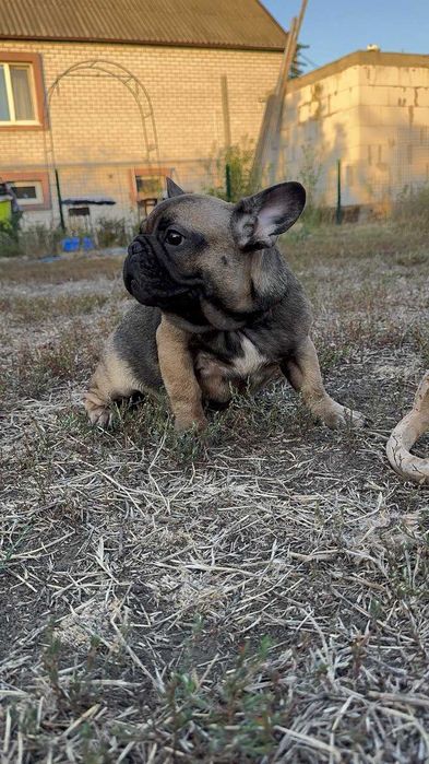 мини щенки французского бульдога