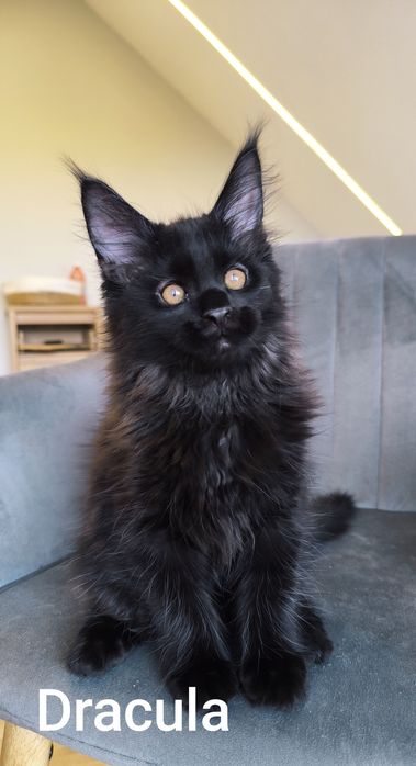 Kocur Maine Coon duży