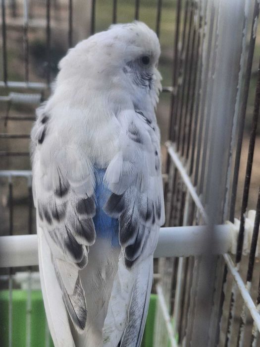 Vendo piriquitos australianos - cor branco, preto e azul
