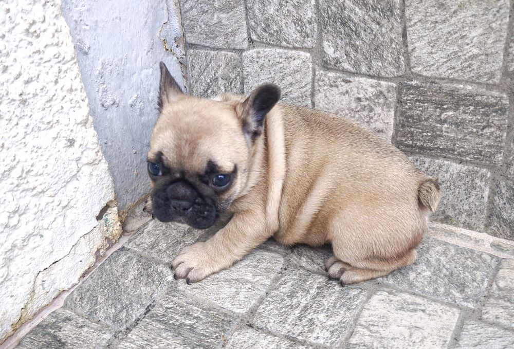Buldogue Francês Fêmea Fulvo