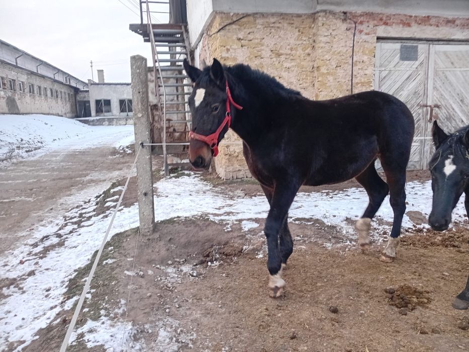 Klaczka z marca 2024 roku.