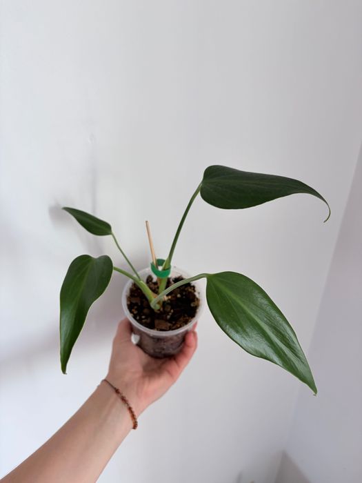 Monstera Burle Marx Flame