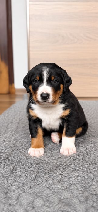 Appenzeller szczeniak