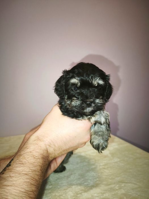 Pudel Toy + Hawańczyk (Havapoo)