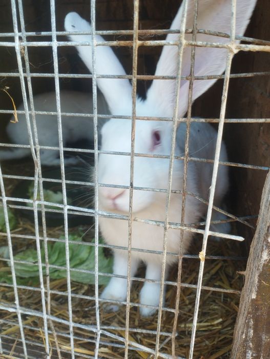 Białe króliki 75zł.szt