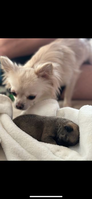 Sunia dorosła dlugowlosa kremowa hodowlana chihuahua 1.5 letnia