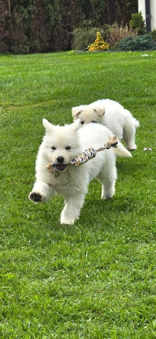 Biały Owczarek Szwajcarski