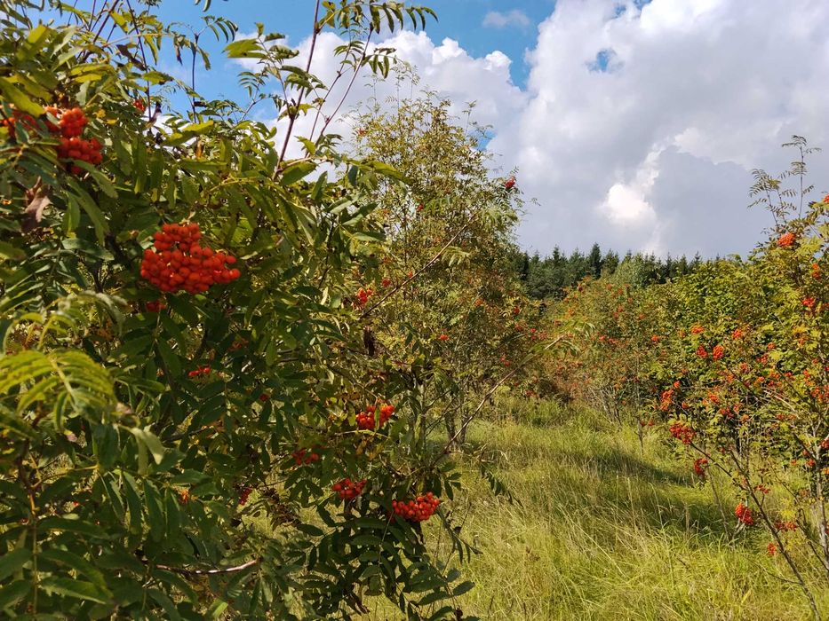Jabłka kosztele, jarzębina, aronia