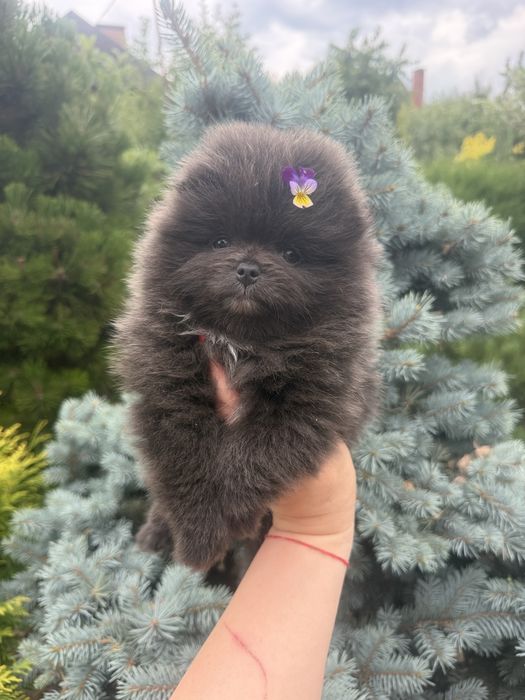 Девочка шпиц голубая