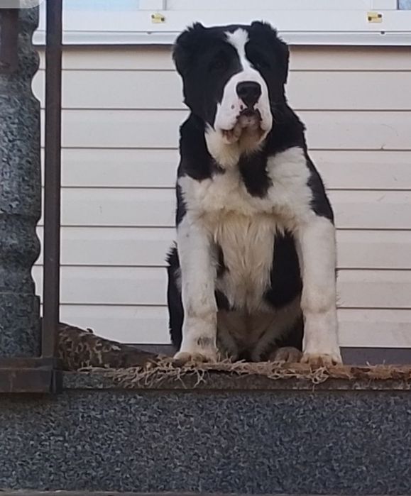 Середньоазіатська вівчарка(Алабай) Житомир Щенки Цуценята