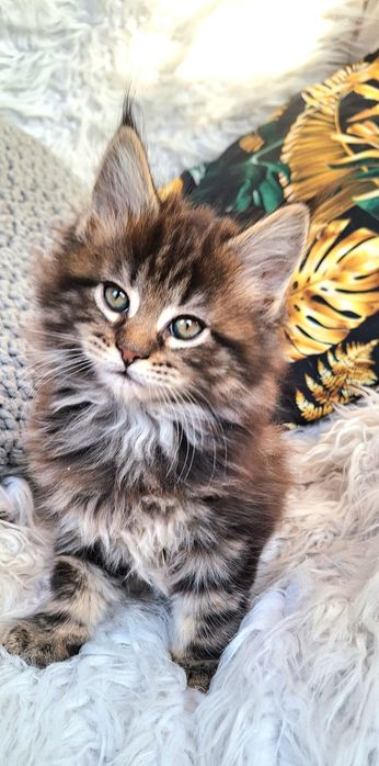 Maine Coon- kocurek