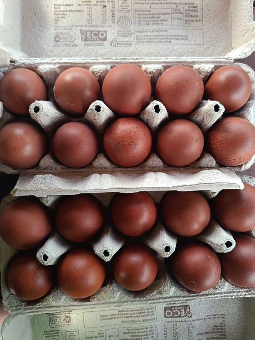 Dark shell, marans jajka lęgowe.