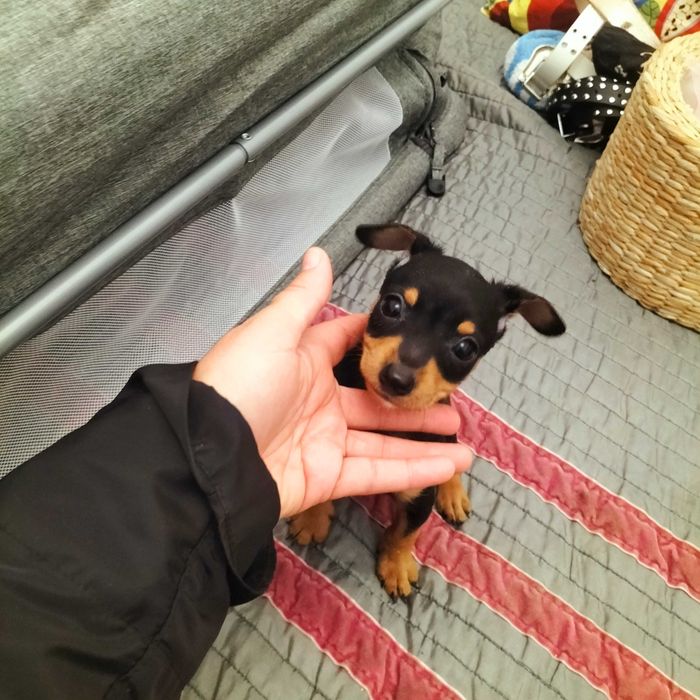 Pinscher belíssimo macho