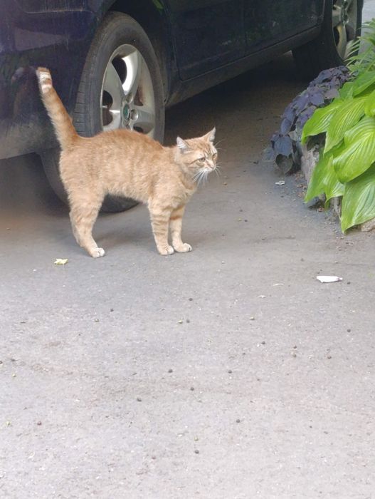 Заберіть гарного милого котика