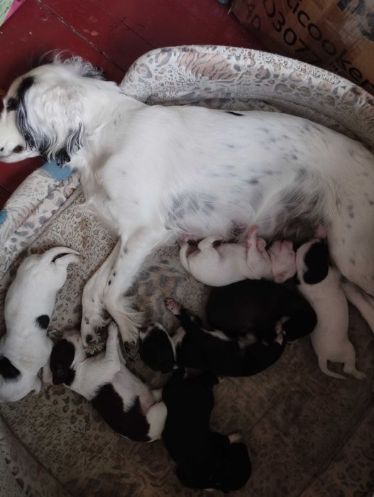 Щенки продам,  писать в ОЛХ