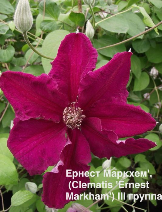 Клематис. Клематис белый. Клематіс.