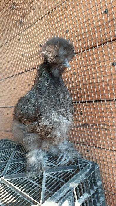 Китайская шелковая силки silkie