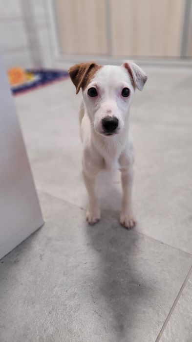 Jack Russell Terrier Szczeniak  Biało Brązowa Suczka