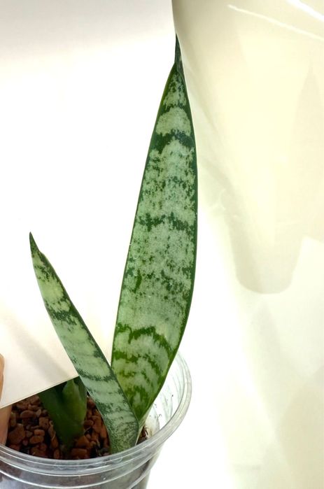 Сансеаиерия Суперба, , sword, parrot , артистик фан)