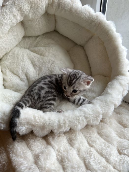 Kotka Bengal Silver, mozliwa opcja hodowlana