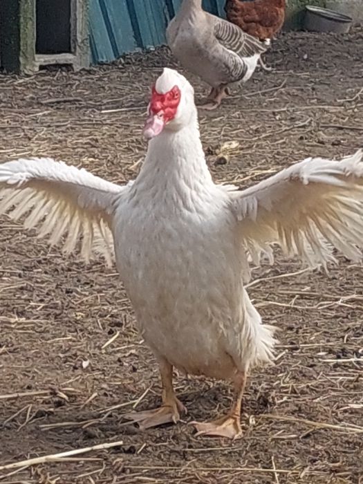 Patos mudos e garnizes  nascidos em 2025