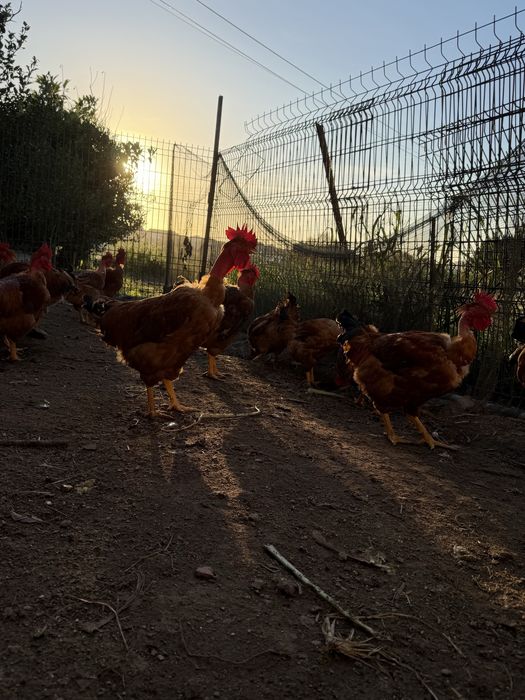Frangos caseiros