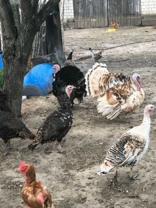 Jaja lęgowe indycze (wyslka)