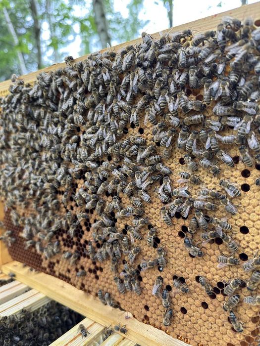 Sprzedam Odkłady Pszczele - Majowe, Silne i Zdrowe! WIELKOPOLSKA ramka