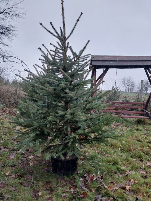 Choinki jodła kaukaska, świerk srebrny.