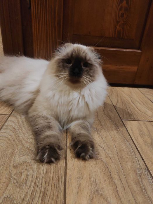 Шотландський висловухий кіт для в'язки