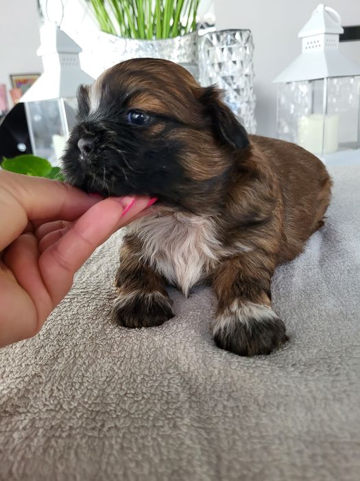 Chłopczyk shih tzu legalna Hodowla rodowód chip wyprawka
