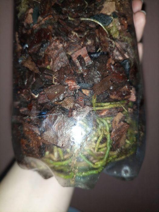 Орхідея Golf Green “Hair Pig” (Cattleya Moscombe x Brassavola digbyana