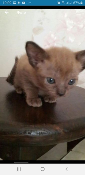 Бурманские котята (бурма)