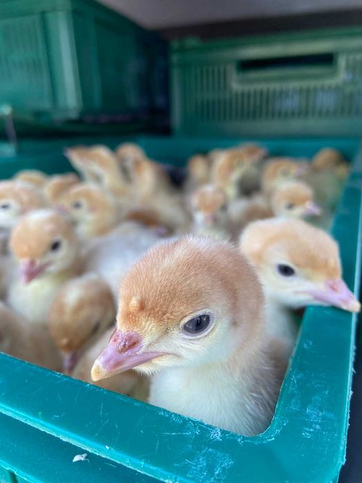 Індики важкого кроссу Біг 6 Опт та роздріб