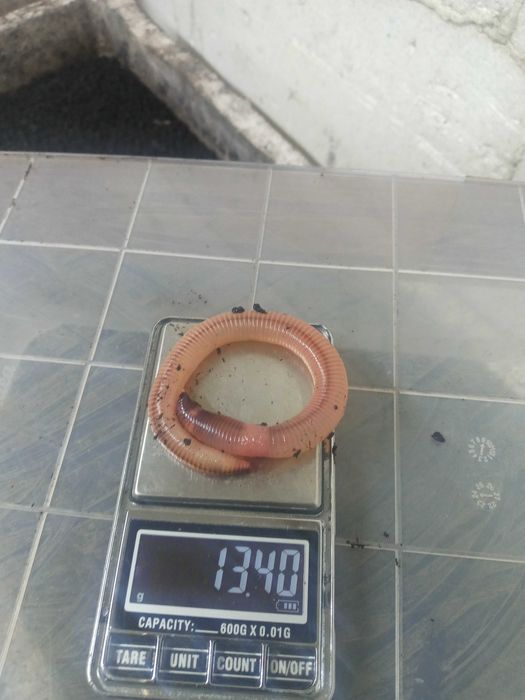 Продам червь дэндробэна вэнэтта