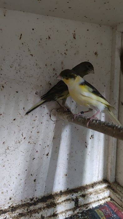 5 canários machos e 2 fêmeas