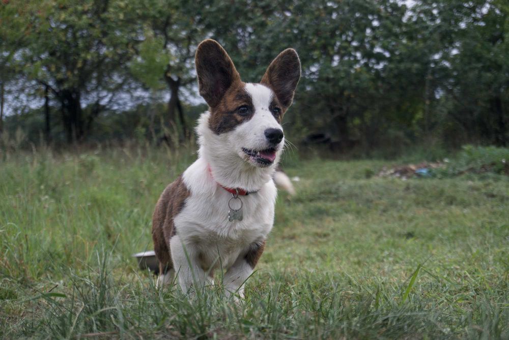 Welsh Corgi Cardigan ZKwP Wyjątkowa dziewczynka