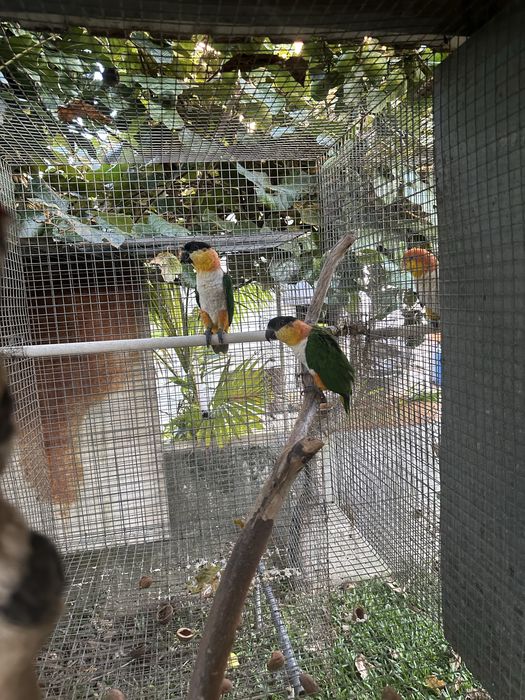 Pionites Melanocephala