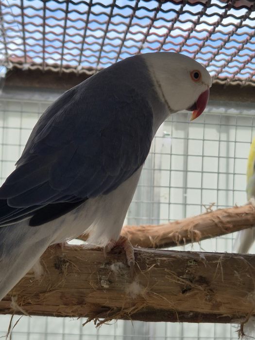 Troco por outro macho adulto