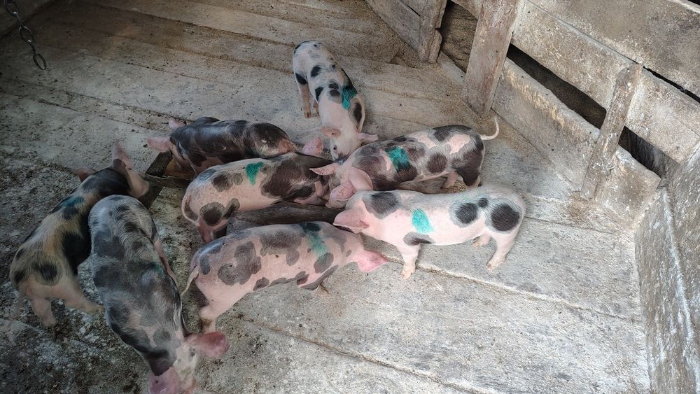 Поросята мясного напрямку