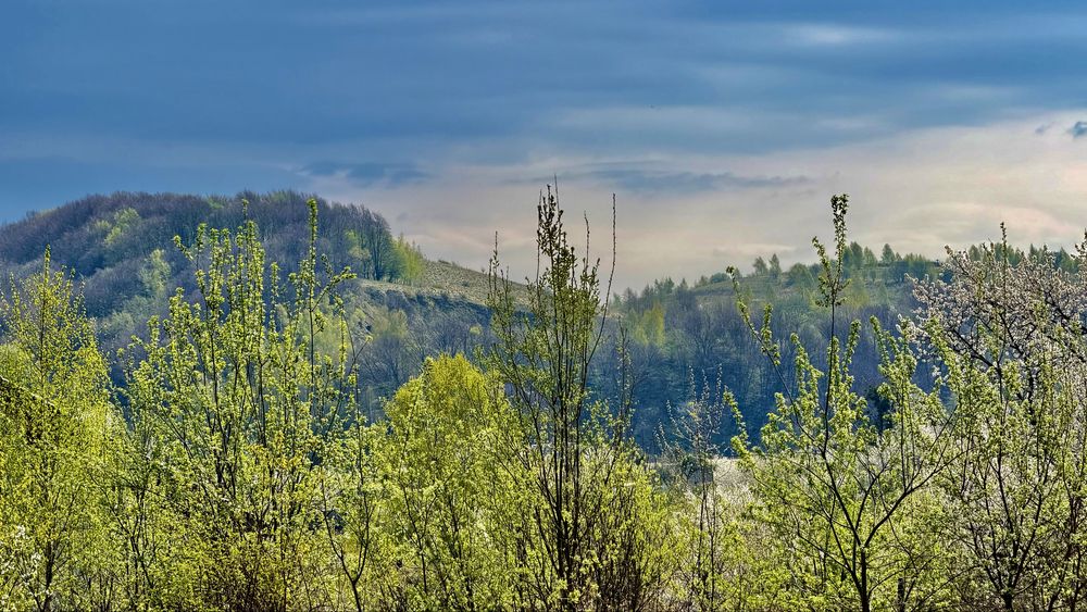 Продам 21 сотих Ліс  Терміново