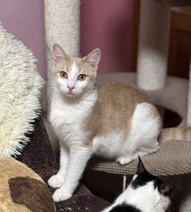 Котик підліток у добрі руки