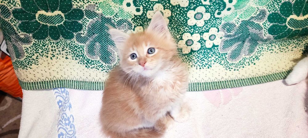 Хлопчик  Мейн Кун