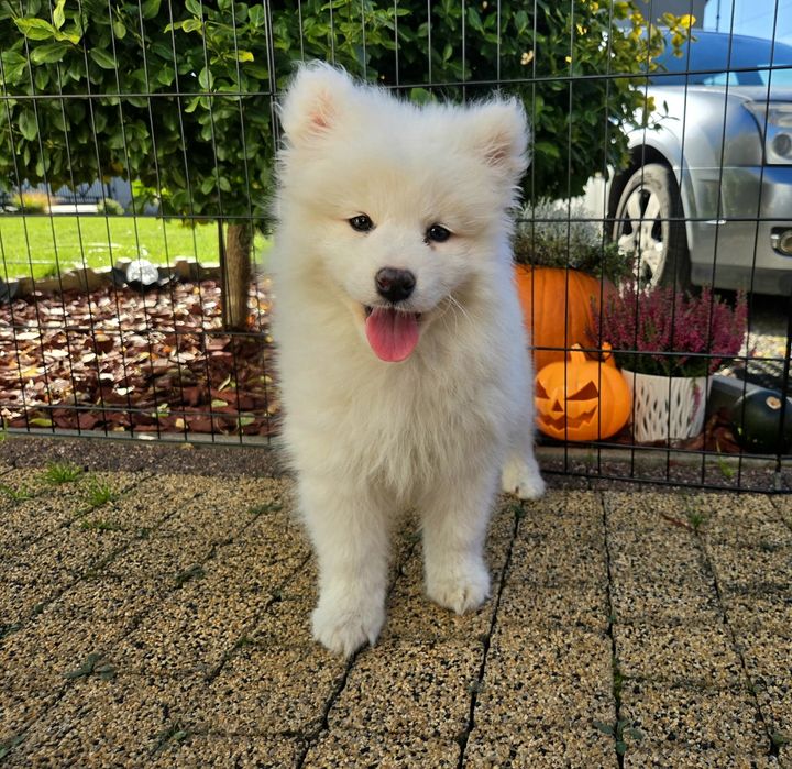 Samoyed szczeniak suczka