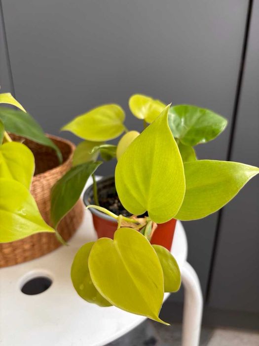 Філодендрон Лемон Лайм / Scandens Lemon Lime
