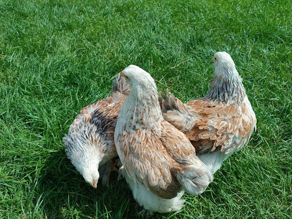 Брама Лосось гарнюні