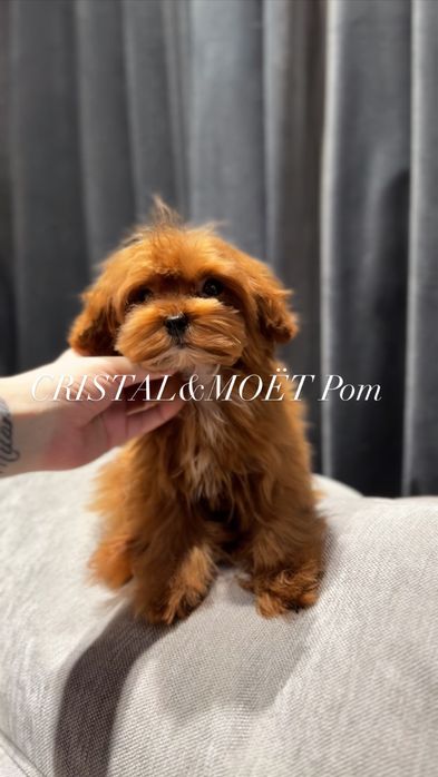 Эксклюзивный Мальчик Кавапу(мальтипу)Китай,супермини!6месяцев-1кг