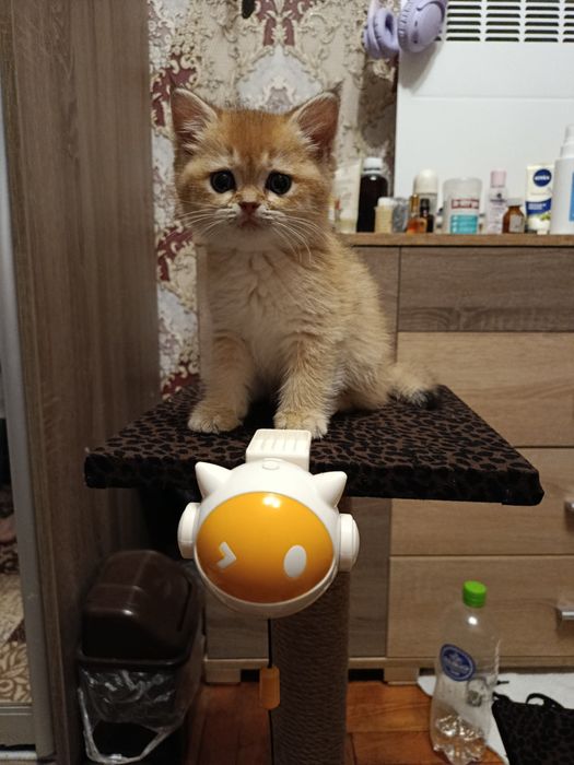 Котята Золотая шиншила