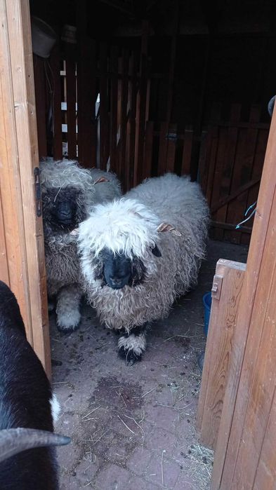 "owieczki walizerskie"